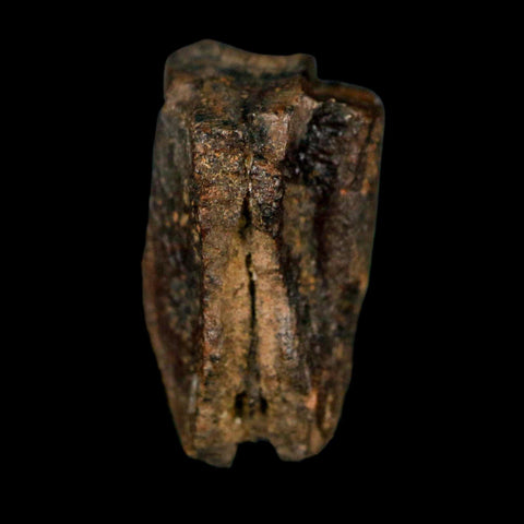 XL 0.8" Triceratops Fossil Tooth Lance Creek FM Cretaceous Dinosaur WY COA Display