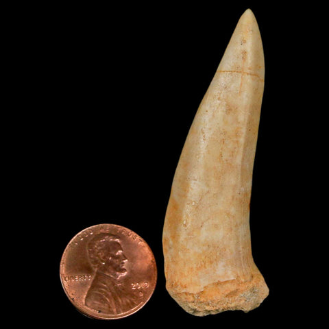 XL 2.3" Saber Toothed Herring Fossil Fang Enchodus Libycus Cretaceous COA Stand - Fossil Age Minerals