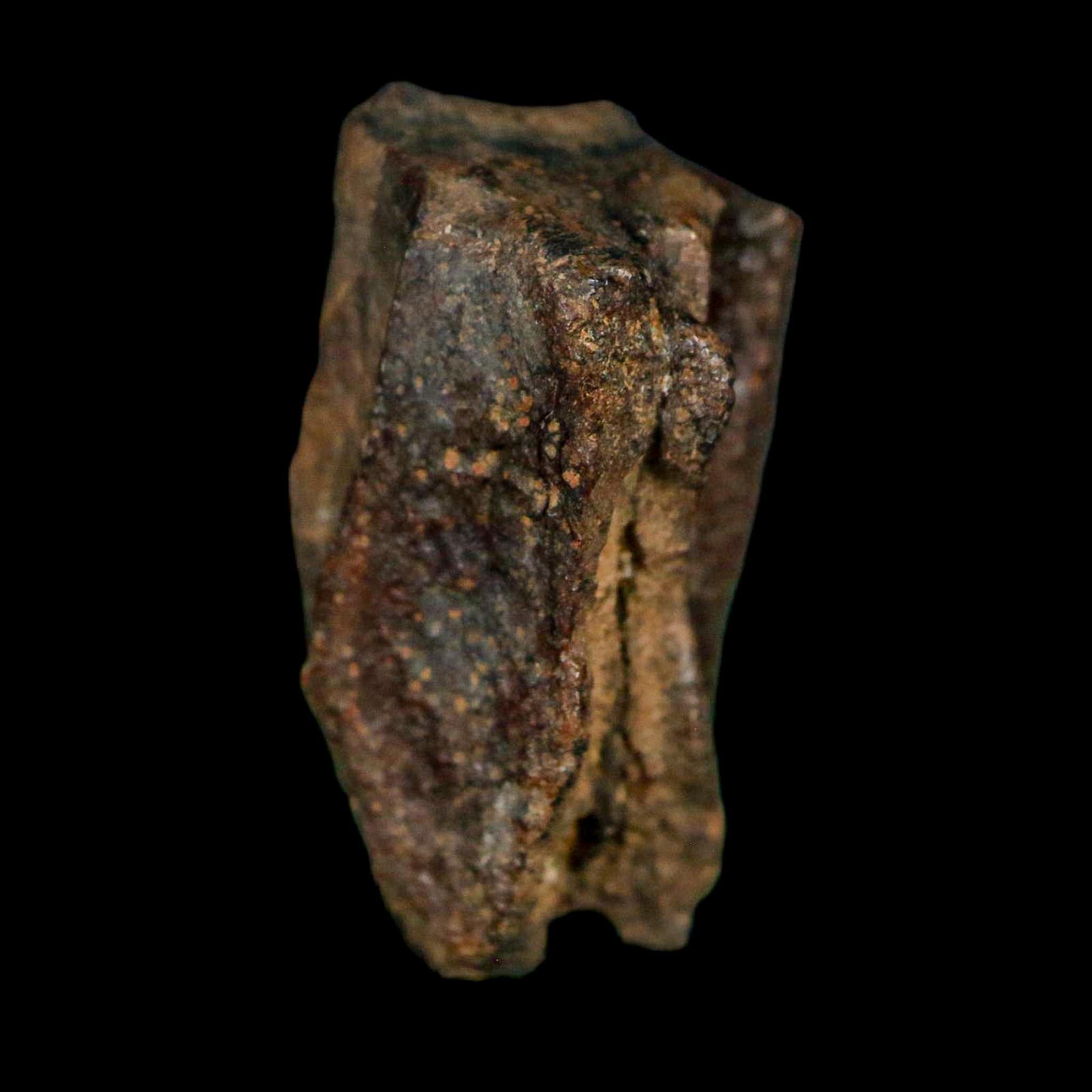 XL 0.8" Triceratops Fossil Tooth Lance Creek FM Cretaceous Dinosaur WY COA Display - Fossil Age Minerals