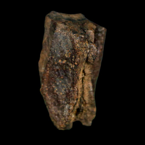 XL 0.8" Triceratops Fossil Tooth Lance Creek FM Cretaceous Dinosaur WY COA Display