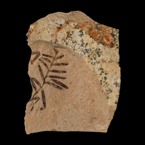 0.9" Detailed Fossil Plant Leafs Metasequoia Dawn Redwood Oligocene Age MT COA