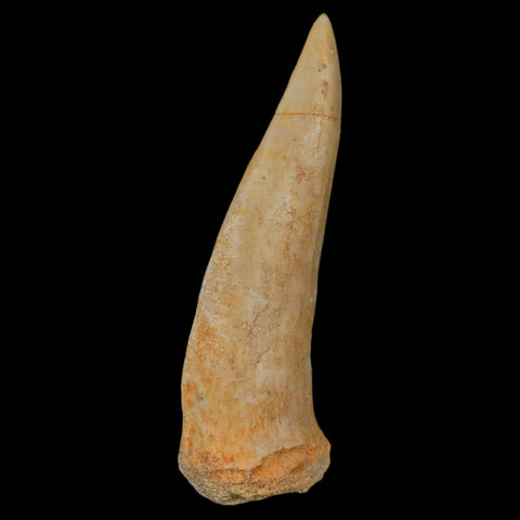 XL 2.3" Saber Toothed Herring Fossil Fang Enchodus Libycus Cretaceous COA Stand - Fossil Age Minerals