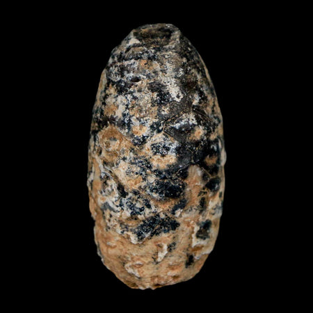 1.4" Fossil Pine Cone Equicalastrobus Replaced By Agate Eocene Age Seeds Fruit