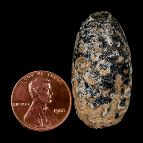 1.4" Fossil Pine Cone Equicalastrobus Replaced By Agate Eocene Age Seeds Fruit