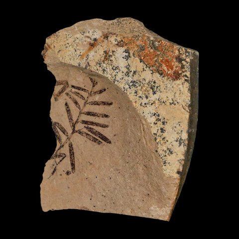 0.9" Detailed Fossil Plant Leafs Metasequoia Dawn Redwood Oligocene Age MT COA