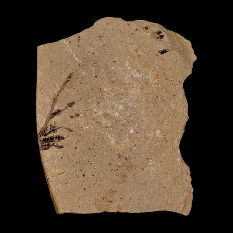 0.9" Detailed Fossil Plant Leafs Metasequoia Dawn Redwood Oligocene Age MT COA