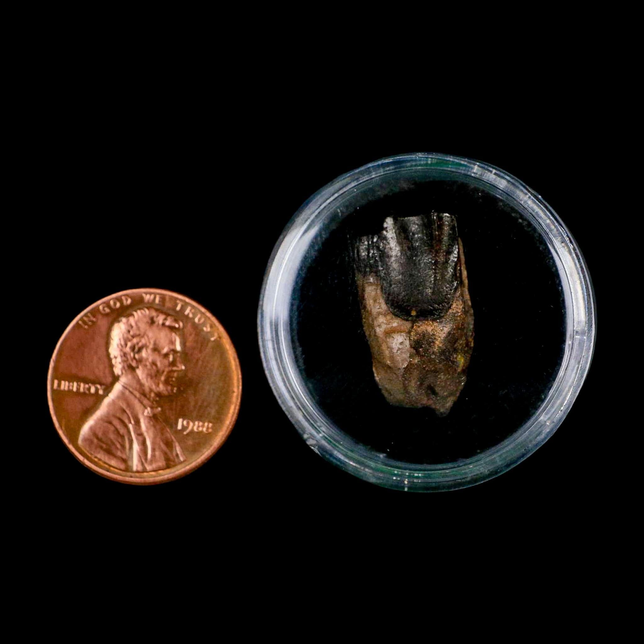 XL 0.8" Triceratops Fossil Tooth Lance Creek FM Cretaceous Dinosaur WY COA Display - Fossil Age Minerals