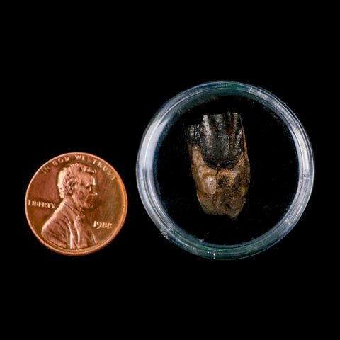 XL 0.8" Triceratops Fossil Tooth Lance Creek FM Cretaceous Dinosaur WY COA Display