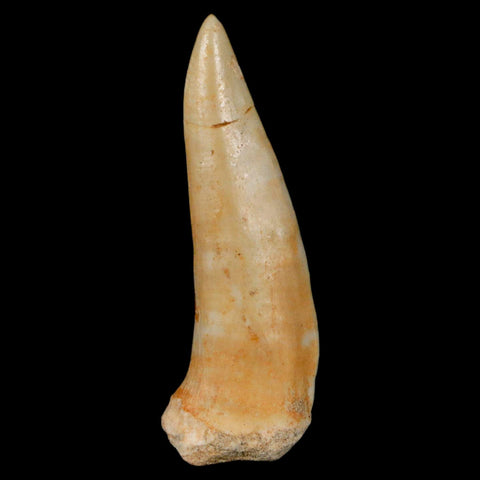 XL 2.3" Saber Toothed Herring Fossil Fang Enchodus Libycus Cretaceous COA Stand - Fossil Age Minerals