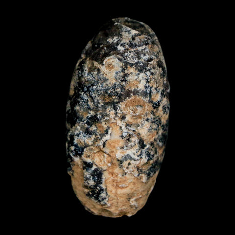 1.4" Fossil Pine Cone Equicalastrobus Replaced By Agate Eocene Age Seeds Fruit