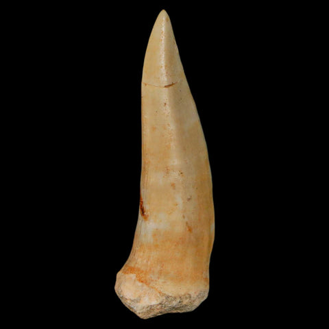 XL 2.3" Saber Toothed Herring Fossil Fang Enchodus Libycus Cretaceous COA Stand - Fossil Age Minerals