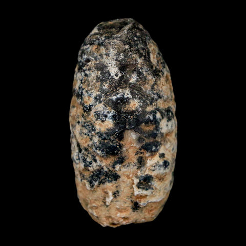 1.4" Fossil Pine Cone Equicalastrobus Replaced By Agate Eocene Age Seeds Fruit