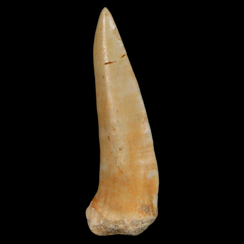XL 2.3" Saber Toothed Herring Fossil Fang Enchodus Libycus Cretaceous COA Stand - Fossil Age Minerals