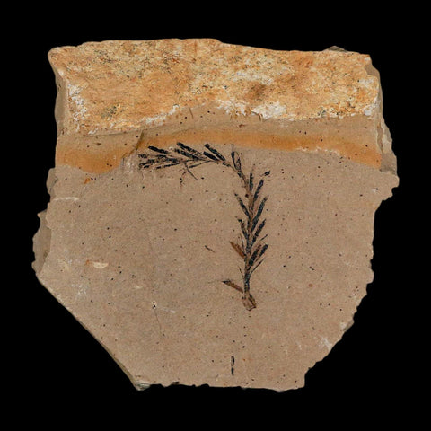 1.2" Detailed Fossil Plant Leafs Metasequoia Dawn Redwood Oligocene Age MT COA