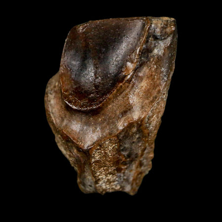 XL 0.9" Triceratops Fossil Tooth Lance Creek FM Cretaceous Dinosaur WY COA Display