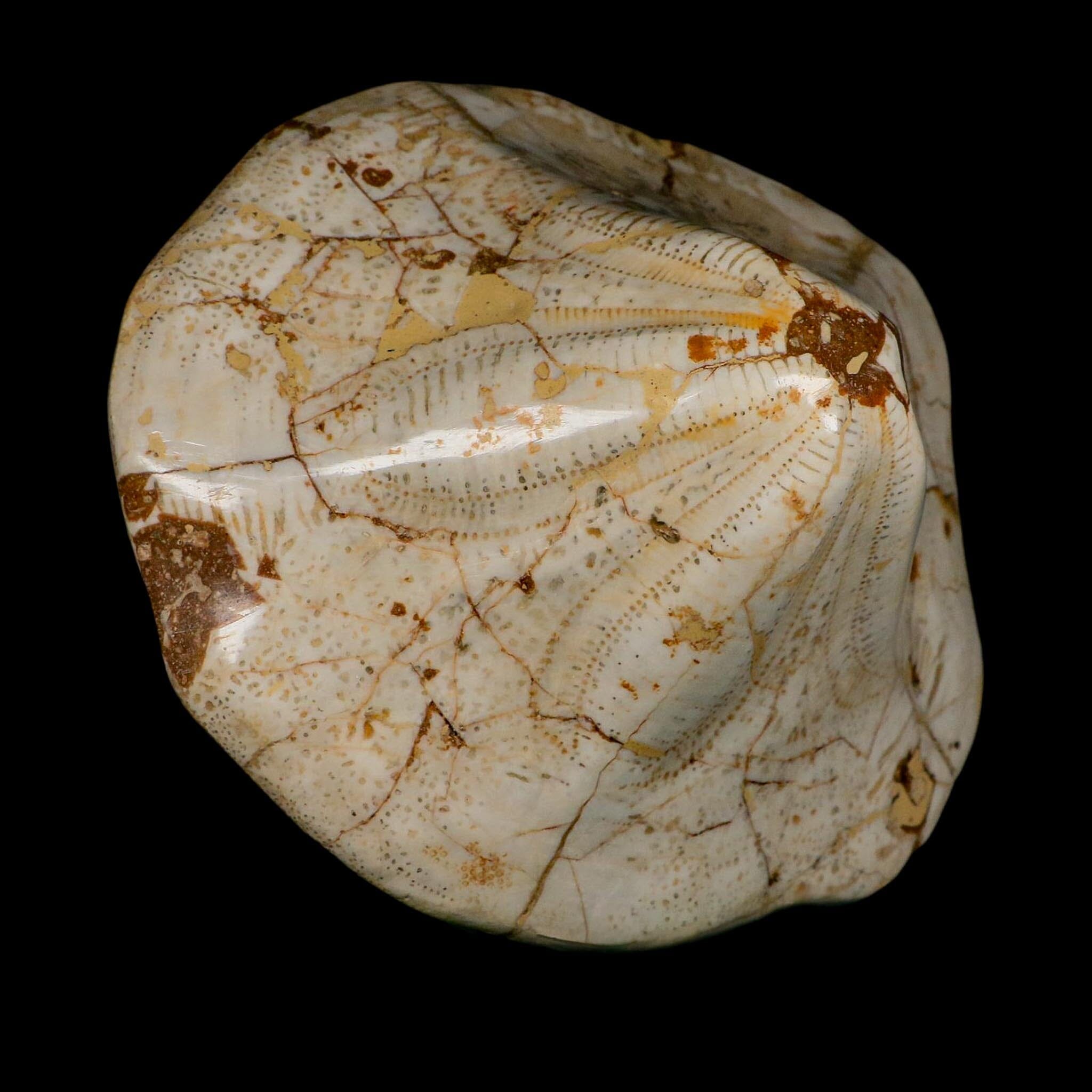 XL 6.1" Detailed Fossil Clypeaster Altus Sea Urchin Echinoid Miocene Taza Morocco