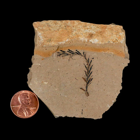 1.2" Detailed Fossil Plant Leafs Metasequoia Dawn Redwood Oligocene Age MT COA