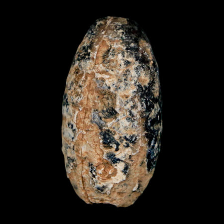 1.4" Fossil Pine Cone Equicalastrobus Replaced By Agate Eocene Age Seeds Fruit