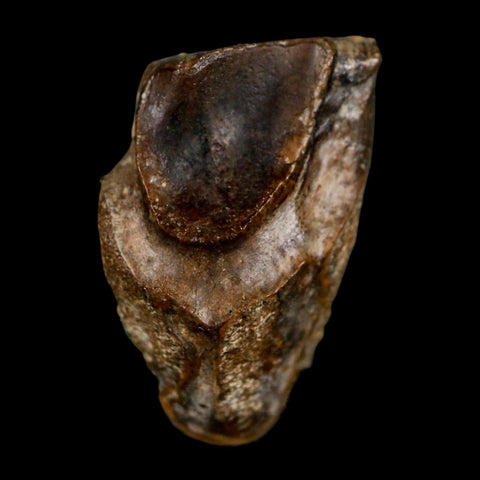 XL 0.9" Triceratops Fossil Tooth Lance Creek FM Cretaceous Dinosaur WY COA Display