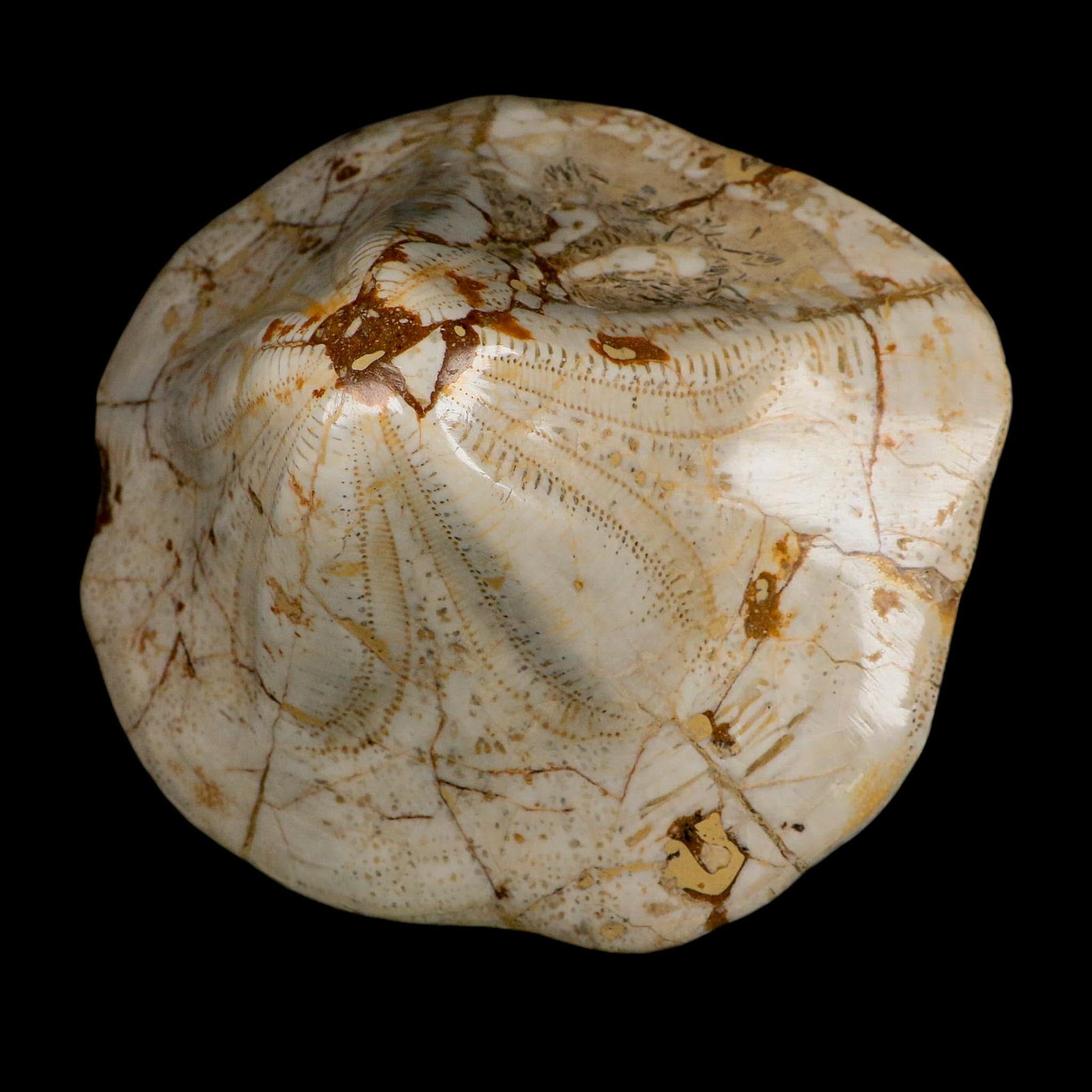 XL 6.1" Detailed Fossil Clypeaster Altus Sea Urchin Echinoid Miocene Taza Morocco