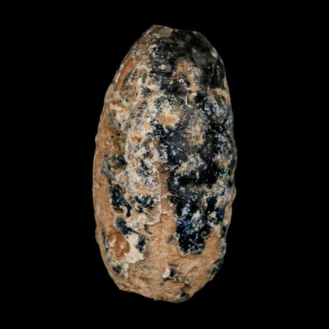 1.4" Fossil Pine Cone Equicalastrobus Replaced By Agate Eocene Age Seeds Fruit