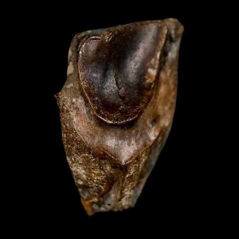 XL 0.9" Triceratops Fossil Tooth Lance Creek FM Cretaceous Dinosaur WY COA Display