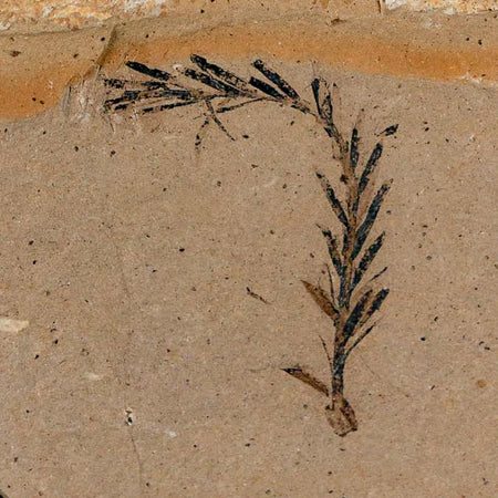 1.2" Detailed Fossil Plant Leafs Metasequoia Dawn Redwood Oligocene Age MT COA