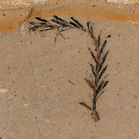 1.2" Detailed Fossil Plant Leafs Metasequoia Dawn Redwood Oligocene Age MT COA