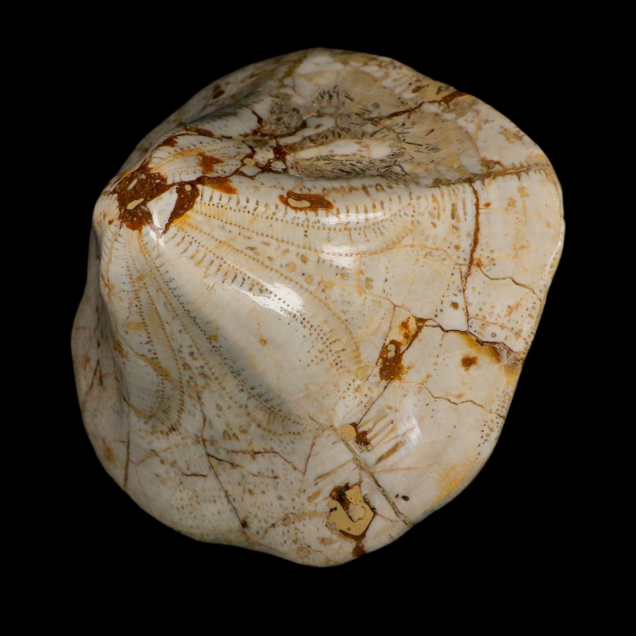 XL 6.1" Detailed Fossil Clypeaster Altus Sea Urchin Echinoid Miocene Taza Morocco