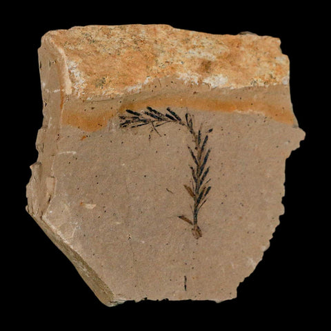 1.2" Detailed Fossil Plant Leafs Metasequoia Dawn Redwood Oligocene Age MT COA