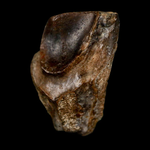 XL 0.9" Triceratops Fossil Tooth Lance Creek FM Cretaceous Dinosaur WY COA Display