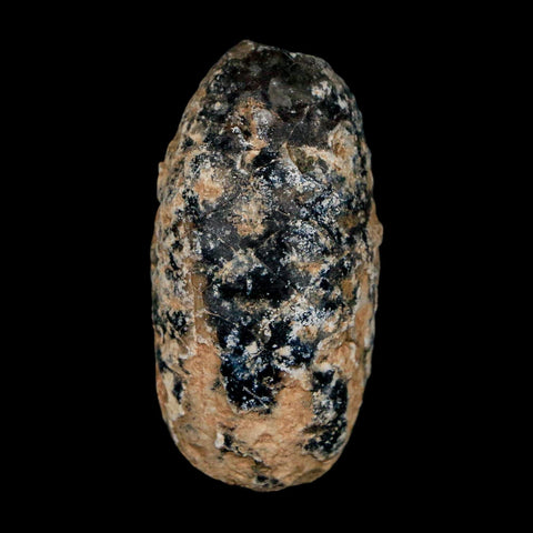 1.4" Fossil Pine Cone Equicalastrobus Replaced By Agate Eocene Age Seeds Fruit