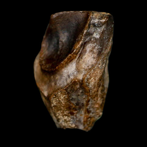 XL 0.9" Triceratops Fossil Tooth Lance Creek FM Cretaceous Dinosaur WY COA Display