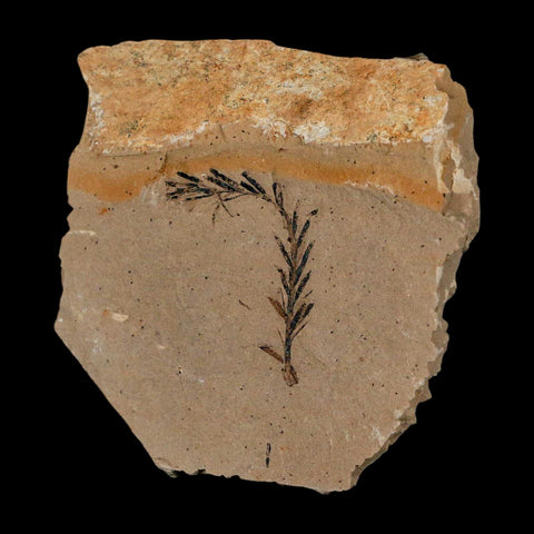 1.2" Detailed Fossil Plant Leafs Metasequoia Dawn Redwood Oligocene Age MT COA