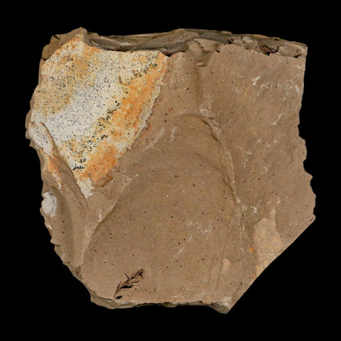 1.2" Detailed Fossil Plant Leafs Metasequoia Dawn Redwood Oligocene Age MT COA