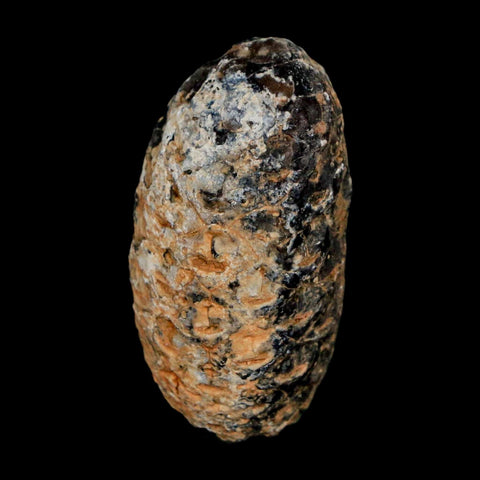 1.2" Fossil Pine Cone Equicalastrobus Replaced By Agate Eocene Age Seeds Fruit