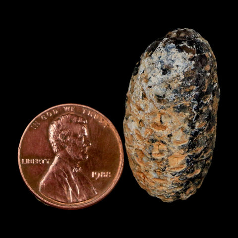 1.2" Fossil Pine Cone Equicalastrobus Replaced By Agate Eocene Age Seeds Fruit