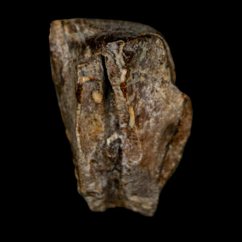 XL 0.9" Triceratops Fossil Tooth Lance Creek FM Cretaceous Dinosaur WY COA Display