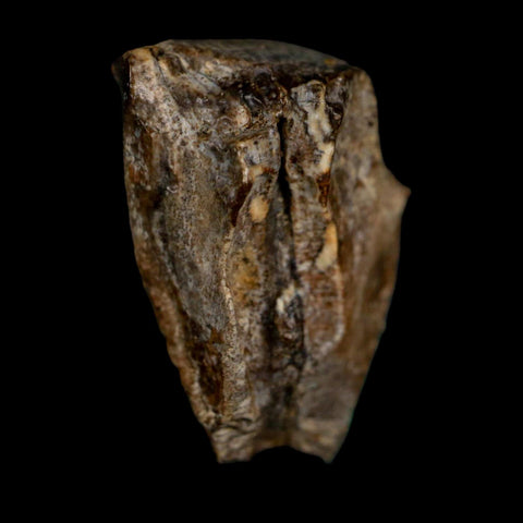 XL 0.9" Triceratops Fossil Tooth Lance Creek FM Cretaceous Dinosaur WY COA Display