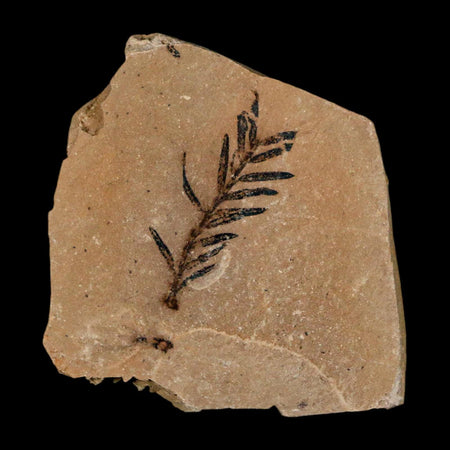 1.2" Detailed Fossil Plant Leafs Metasequoia Dawn Redwood Oligocene Age MT COA
