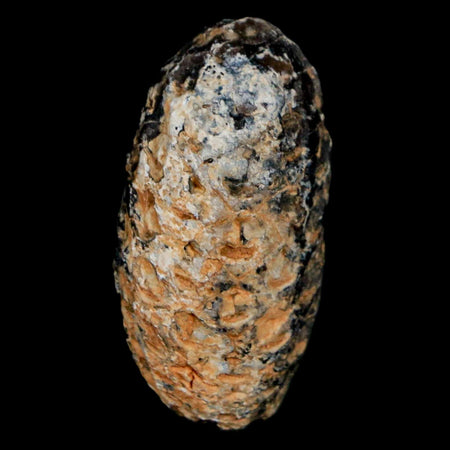 1.2" Fossil Pine Cone Equicalastrobus Replaced By Agate Eocene Age Seeds Fruit