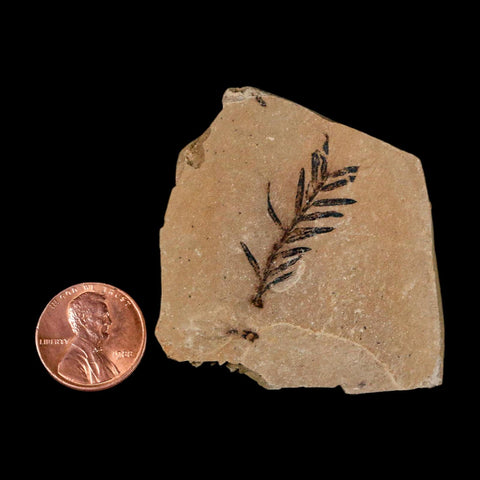1.2" Detailed Fossil Plant Leafs Metasequoia Dawn Redwood Oligocene Age MT COA
