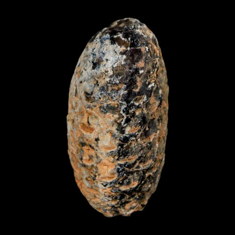 1.2" Fossil Pine Cone Equicalastrobus Replaced By Agate Eocene Age Seeds Fruit