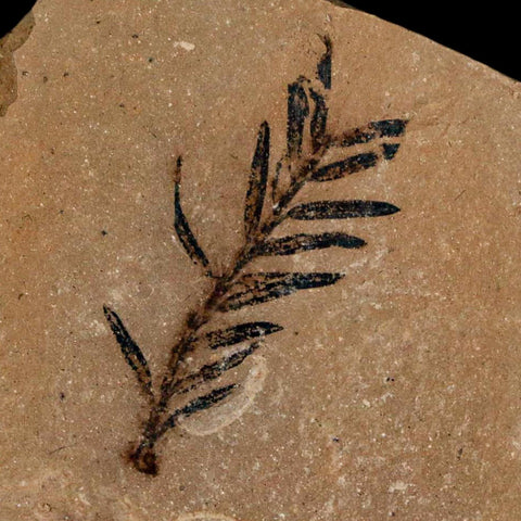 1.2" Detailed Fossil Plant Leafs Metasequoia Dawn Redwood Oligocene Age MT COA
