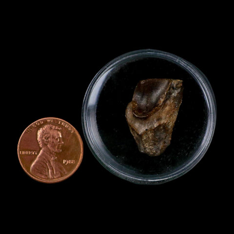 XL 0.9" Triceratops Fossil Tooth Lance Creek FM Cretaceous Dinosaur WY COA Display