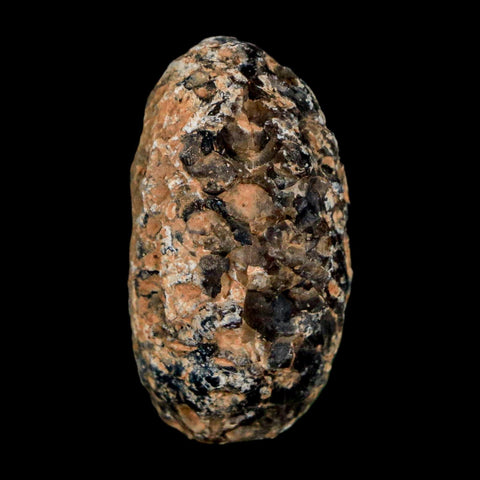 1.2" Fossil Pine Cone Equicalastrobus Replaced By Agate Eocene Age Seeds Fruit