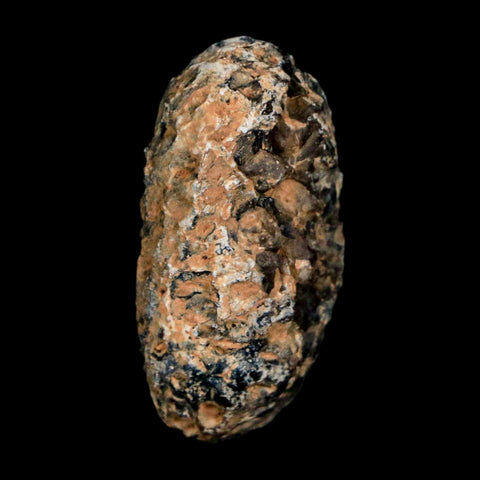 1.2" Fossil Pine Cone Equicalastrobus Replaced By Agate Eocene Age Seeds Fruit