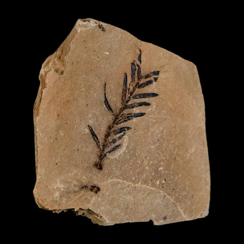 1.2" Detailed Fossil Plant Leafs Metasequoia Dawn Redwood Oligocene Age MT COA
