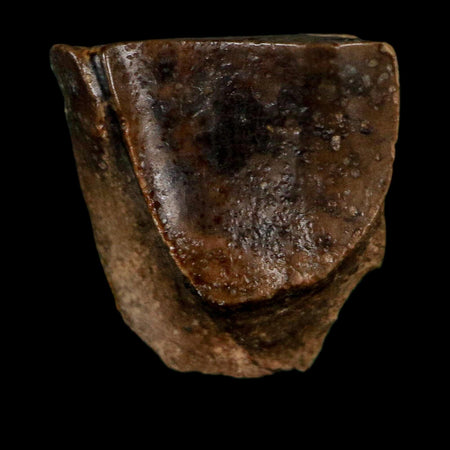 0.5" Triceratops Fossil Tooth Lance Creek FM Cretaceous Dinosaur WY COA Display