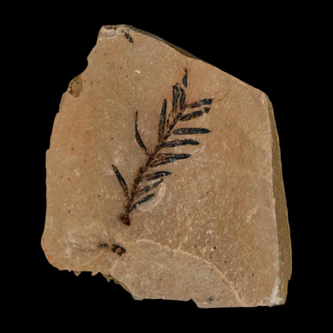 1.2" Detailed Fossil Plant Leafs Metasequoia Dawn Redwood Oligocene Age MT COA